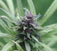 Cannabis plant.jpg